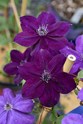 Amethyst Beauty Clematis (Clematis 'Amethyst Beauty') at Lakeshore Garden Centres