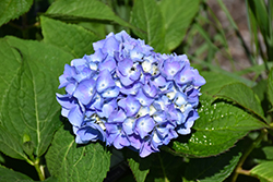 Nantucket Blue Hydrangea (Hydrangea macrophylla 'Grenan') at Stonegate Gardens