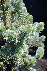 All Spruced Up Blue Spruce (Picea pungens 'All Spruced Up') at A Very Successful Garden Center