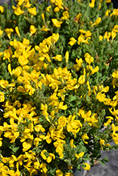 Broom (Cytisus decumbens) at A Very Successful Garden Center
