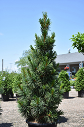 Algonquin Pillar Swiss Stone Pine (Pinus cembra 'Algonquin Pillar') at Lakeshore Garden Centres