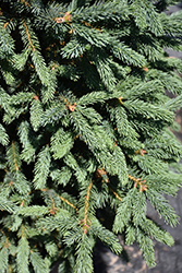 Blue Tear Drop Black Spruce (Picea mariana 'Blue Tear Drop') at A Very Successful Garden Center