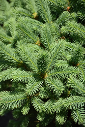 Meyer's Blue Spruce (Picea meyeri) at A Very Successful Garden Center