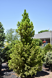 Big Berta White Spruce (Picea glauca 'Big Berta') at A Very Successful Garden Center