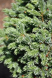 Jasper Engelmann Spruce (Picea engelmannii 'Hexenbesen Jasper') at Lakeshore Garden Centres