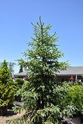 Arctos Siberian Spruce (Picea obovata 'Arctos') at The Mustard Seed