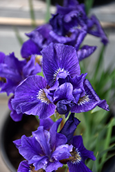 Ruffled Velvet Iris (Iris sibirica 'Ruffled Velvet') at Green Thumb Garden Centre