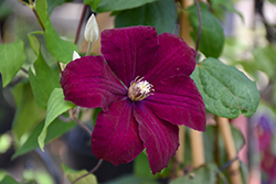 Rouge Cardinal Clematis (Clematis 'Rouge Cardinal') at Stonegate Gardens