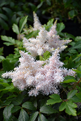 Sugarberry Astilbe (Astilbe 'Sugarberry') at Stonegate Gardens