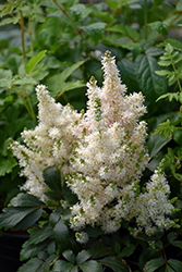 Younique Salmon Astilbe (Astilbe 'Younique Salmon') at Stonegate Gardens