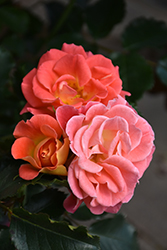Coral Cove Rose (Rosa 'Coral Cove') at A Very Successful Garden Center