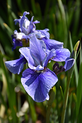 Sky Mirror Siberian Iris (Iris sibirica 'Sky Mirror') at A Very Successful Garden Center
