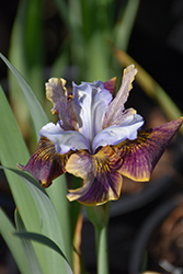 Black Joker Siberian Iris (Iris sibirica 'Black Joker') at Stonegate Gardens
