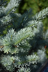 Avatar Blue Spruce (Picea pungens 'Avatar') at The Mustard Seed