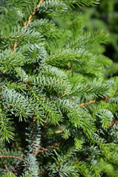 Silver Blue Serbian Spruce (Picea omorika 'Silberblue') at The Mustard Seed