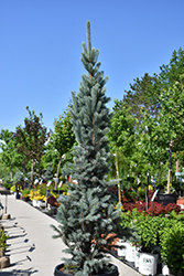 Blue Totem Spruce (Picea pungens 'Blue Totem') at Lakeshore Garden Centres