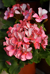Tango Pink Ice Geranium (Pelargonium 'Tango Pink Ice') at A Very Successful Garden Center
