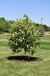 Nannyberry (tree form) (Viburnum lentago (tree form)) at A Very Successful Garden Center