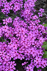 Spring Bling Ruby Riot Hybrid Moss Phlox (Phlox 'Ruby Riot') at A Very Successful Garden Center