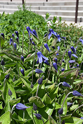 Blue Ribbons Bush Clematis (Clematis integrifolia 'Blue Ribbons') at Stonegate Gardens