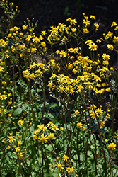 Golden Ragwort (Packera aurea) at Stonegate Gardens