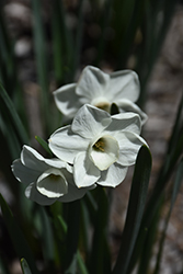 Scilly White Daffodil (Narcissus 'Scilly White') at Lakeshore Garden Centres