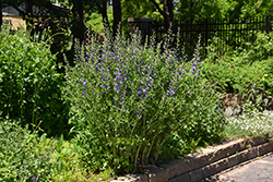 Purple Smoke False Indigo (Baptisia 'Purple Smoke') at Stonegate Gardens