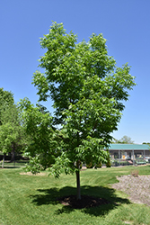 Northern Treasure Hybrid Ash (Fraxinus 'Northern Treasure') at A Very Successful Garden Center