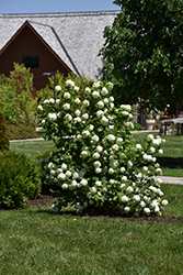 Eastern Snowball Viburnum (Viburnum opulus 'Sterile') at A Very Successful Garden Center