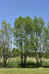 Peach-Leaved Willow (Salix amygdaloides) at Lakeshore Garden Centres