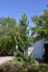 Prairie Statesman Swiss Stone Pine (Pinus cembra 'Herman') at The Mustard Seed
