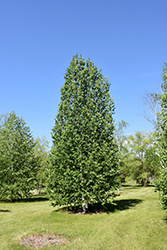 Emerald Flare Tianshan Birch (Betula tianshanica 'EmerDak') at Lakeshore Garden Centres