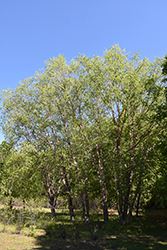 Northern Tribute River Birch (Betula nigra 'Dickinson') at Stonegate Gardens