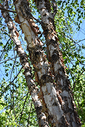 Northern Tribute River Birch (Betula nigra 'Dickinson') at A Very Successful Garden Center