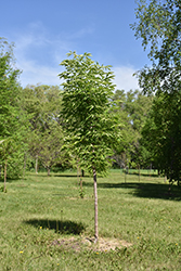 Lavaburst Ohio Buckeye (Aesculus glabra 'Lavadak') at A Very Successful Garden Center