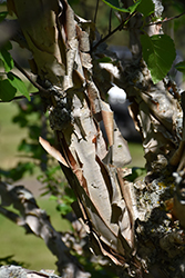 Cinnamon Curls Dwarf Korean Birch (Betula costata 'CinnDak') at Lakeshore Garden Centres