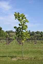 September Flair Sugar Maple (Acer saccharum 'SeptDak') at A Very Successful Garden Center