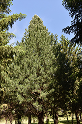 Prairie Statesman Swiss Stone Pine (Pinus cembra 'Herman') at The Mustard Seed