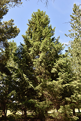 Royal Splendor Norway Spruce (Picea abies 'Noel') at Stonegate Gardens