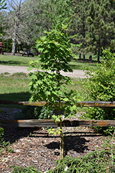 Northern Spotlight Korean Maple (Acer pseudosieboldianum 'KorDak') at Lakeshore Garden Centres