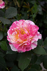 Maurice Utrillo Rose (Rosa 'Delstavo') at A Very Successful Garden Center