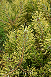 Trollguld Scotch Pine (Pinus sylvestris 'Trollguld') at A Very Successful Garden Center