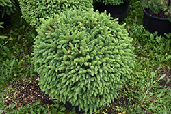 Fat Cat Norway Spruce (Picea abies 'Fat Cat') at Lakeshore Garden Centres
