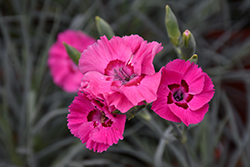 American Pie Bumbleberry Pie Pinks (Dianthus 'Wp15 Pie54') at A Very Successful Garden Center