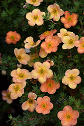 Orangeade Potentilla (Potentilla fruticosa 'Orangeade') at A Very Successful Garden Center