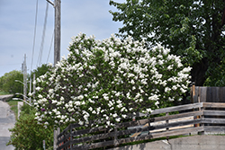 White French Lilac (Syringa vulgaris 'Alba') at A Very Successful Garden Center