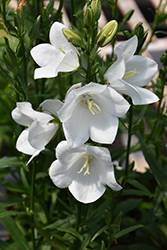Takion White Peachleaf Bellflower (Campanula persicifolia 'Takion White') at Stonegate Gardens