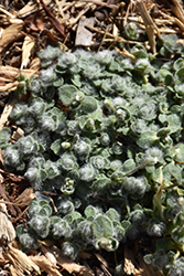 Wooly Alpine Mouse Ears (Cerastium alpinum 'var. lanatum') at Stonegate Gardens