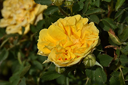 Persian Yellow Rose (Rosa foetida 'Persian Yellow') at Stonegate Gardens