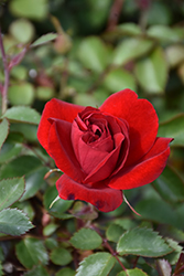 Canadian Shield Rose (Rosa 'CCA576') at A Very Successful Garden Center